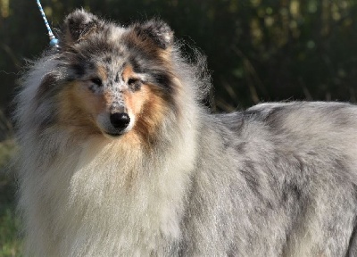 Étalon Colley à poil long - Oh darling de la Fleur d'Ecosse