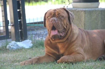 Étalon Dogue de Bordeaux - Rihanna (Sans Affixe)