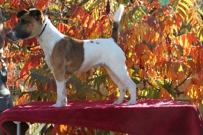 Étalon Fox Terrier Poil lisse - Roxane Des Crocs D'or De Pré