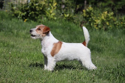 Étalon Jack Russell Terrier - CH. Rumors about russtyle's du Vallon de l'Alba