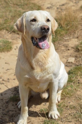 Étalon Labrador Retriever - Jungle du haut du crecy