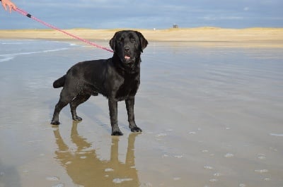 Étalon Labrador Retriever - Pepper Erin Shores