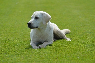 Étalon Labrador Retriever - Perle (Sans Affixe)