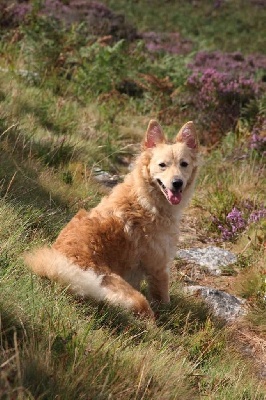Étalon Mudi - Niamey kips fako du mont Brabant