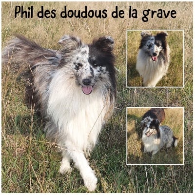 Phil Des Doudous De La Grave