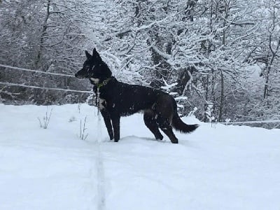 Étalon Siberian Husky - Pimouss Of Blue Skunky