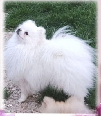 Étalon Spitz allemand - CH. Polly brachy blanche