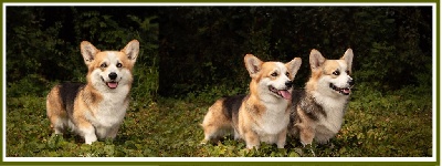 Étalon Welsh Corgi Pembroke - CH. Miss flower by kenzo (dite schroumpfette) du Pays aux Longs Hivers