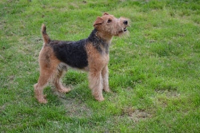 Étalon Welsh Terrier - CH. Merlin Titre Initial