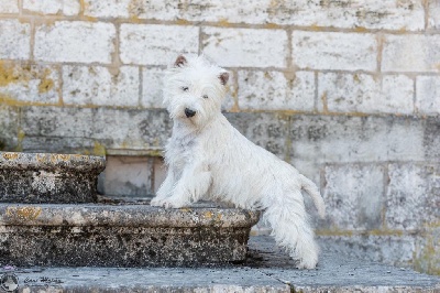 Étalon West Highland White Terrier - Rosy belle des Collines de Provence