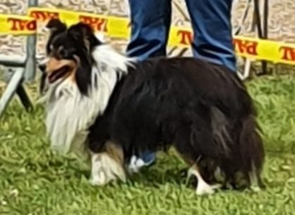 Roudoudou Des Shelties De La Rose