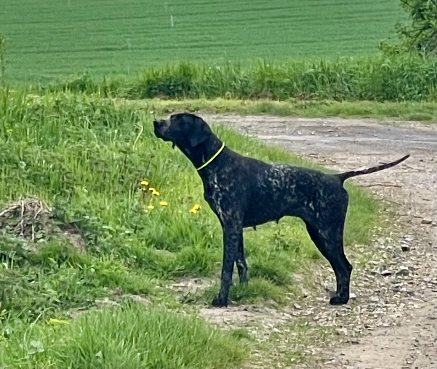 Publication : du Clos de Reve d'Or 