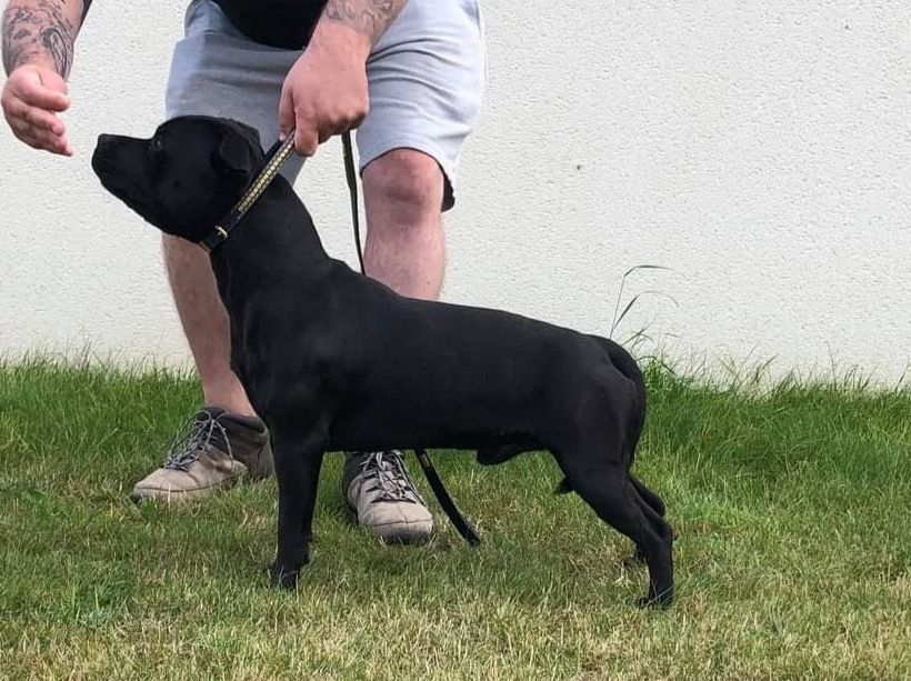 Publication : (Sans Affixe) Auteur : DAVID KERHORNOU