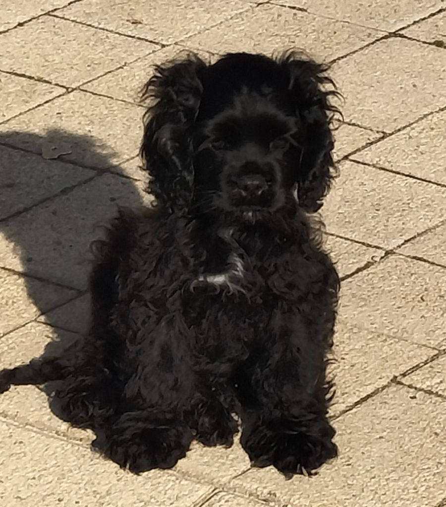 Publication : de romane de la fardelle