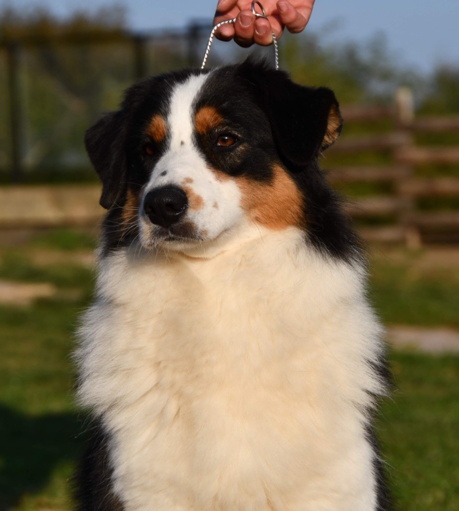 Publication : Di Bellu Soniu 