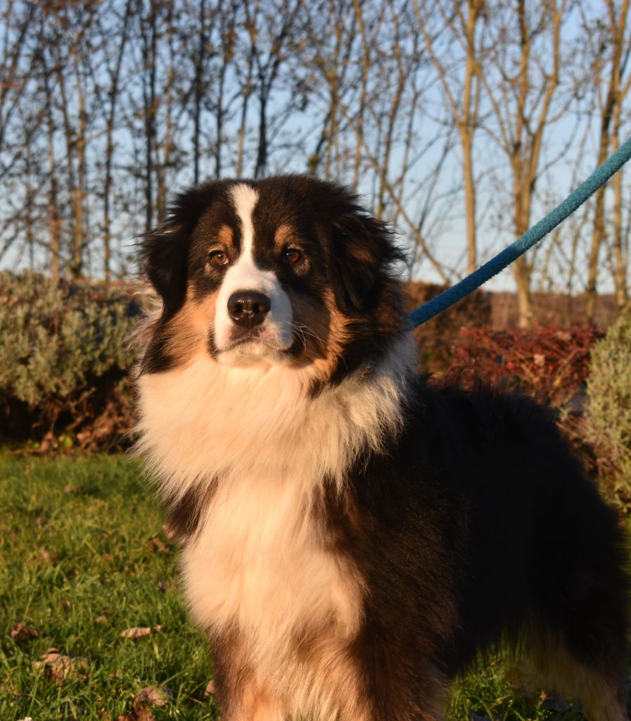 Publication : Arkouna Dream's