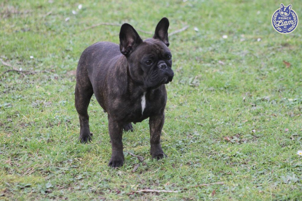 Mystique aurore Prince Liam