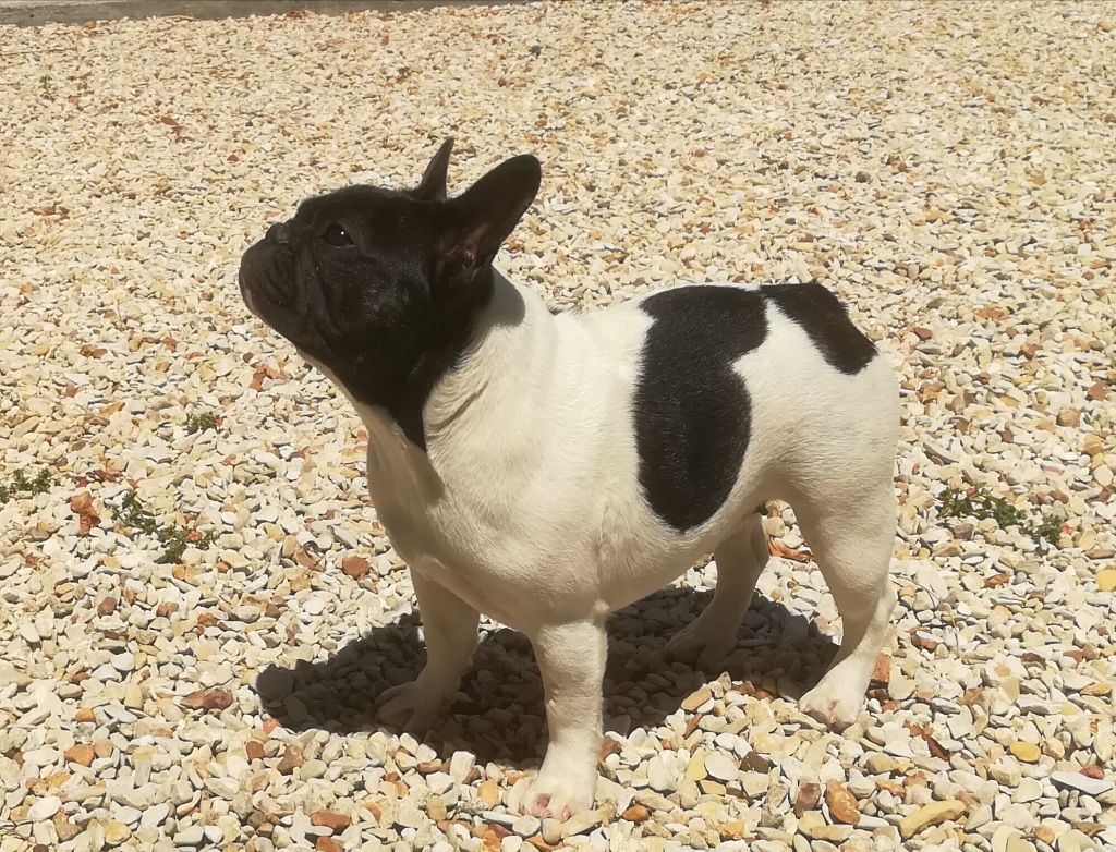 Publication : Des Boulinous Du Grand Large