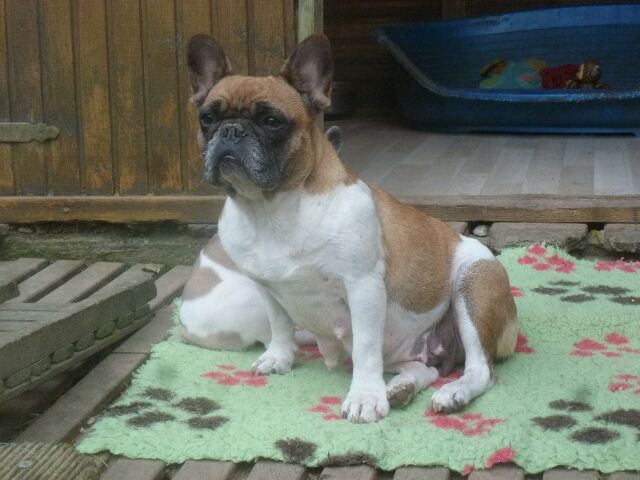 Ortense de Montagrimo