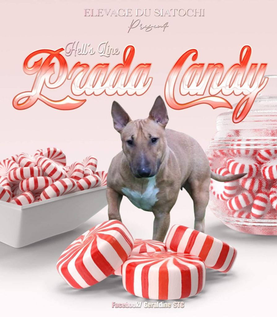hell's line Prada candy