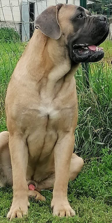 Rossi Des Gardiens Du Grand Listrac