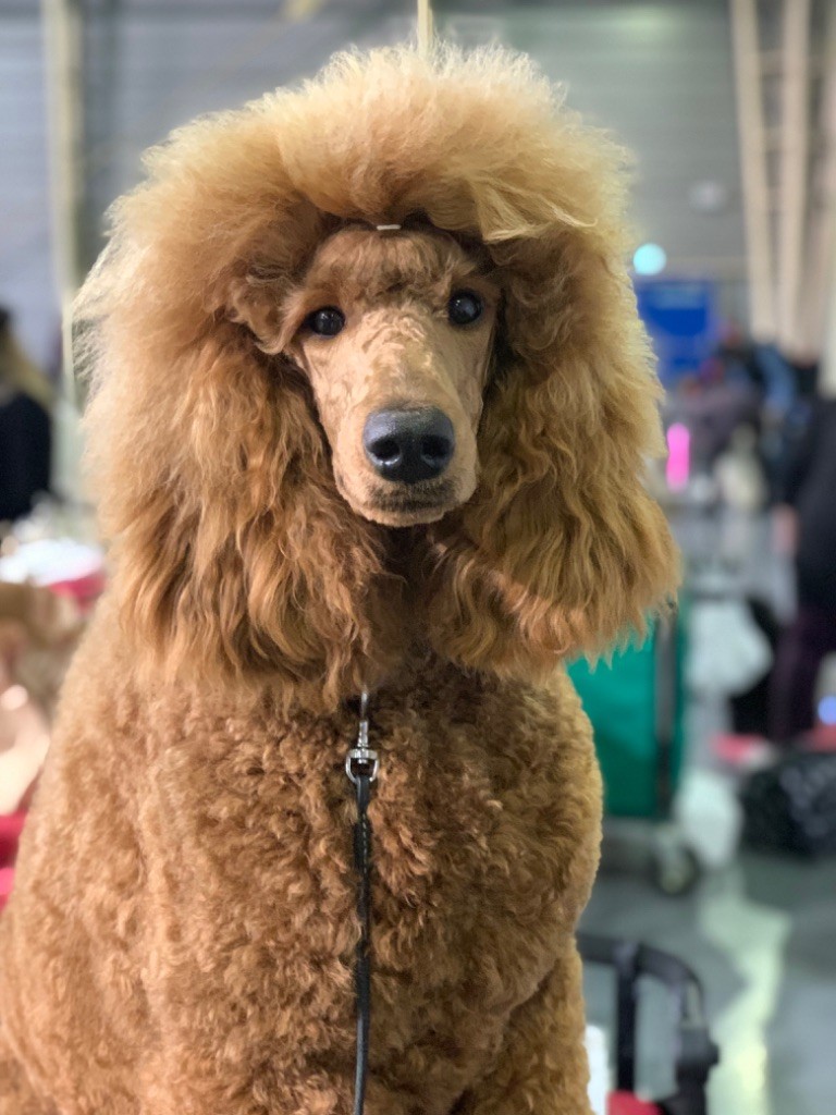 Reine imperial majesty. (grand caniche) du Clos de Nétilia