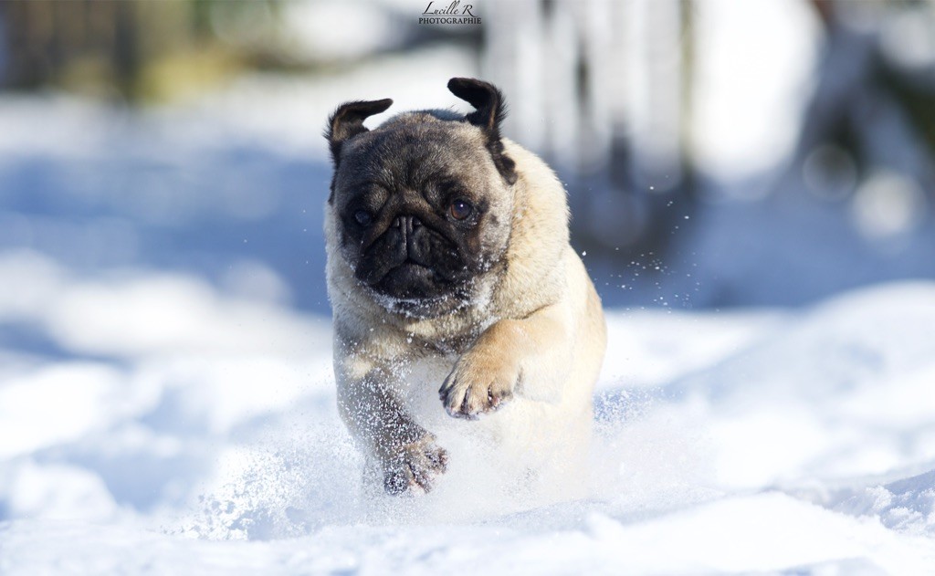 Publication : Du Domaine De Paladine 