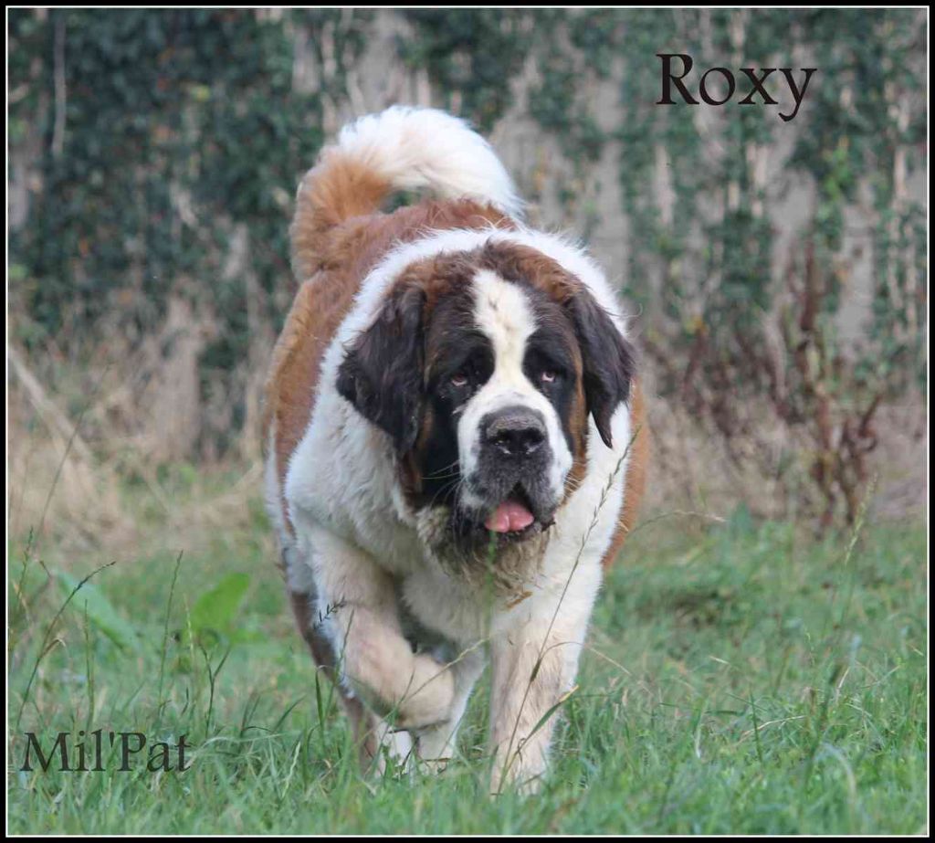 Roxy (Sans Affixe)