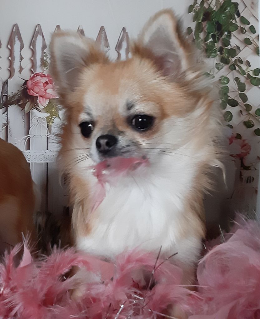 Publication : Des Petites Brindilles Auteur : Des petites brindilles