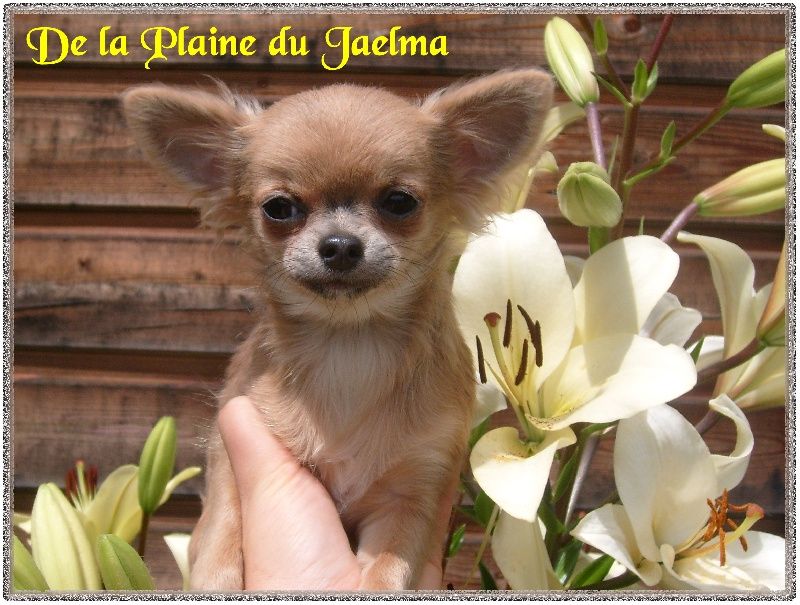 Publication : de la plaine du Jaelma 