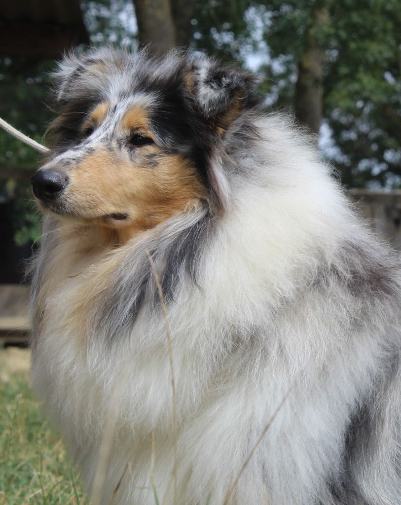 Publication : des cigales Lyristes Auteur : aurelie L.