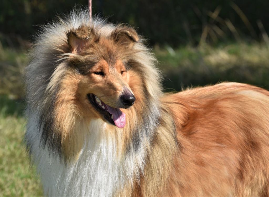 Publication : des cigales Lyristes Auteur : colleys du village au noir