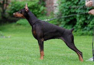 CH. Burning brooklyn von jahrestal