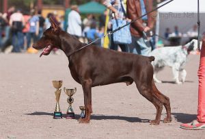 CH. nautilus Pompilius