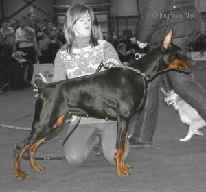 Black stranger baryshnya denvest (Sans Affixe)