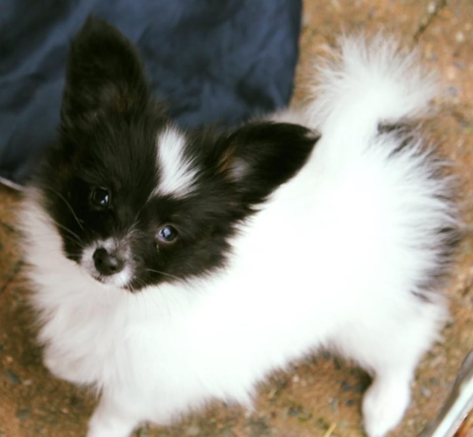 Publication : Du Domaine De Mafleurio Auteur : Catherine Trouvé 