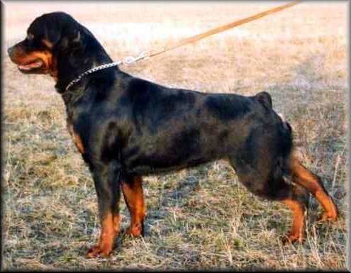 Cora Vom zimmerplatz