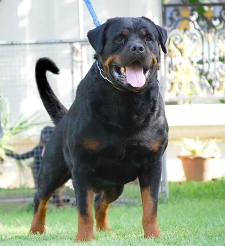 Lex from naomi's star