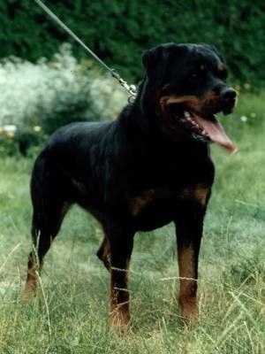 Cora vom pfälzer land