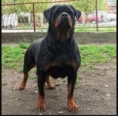 Dea wonix rott