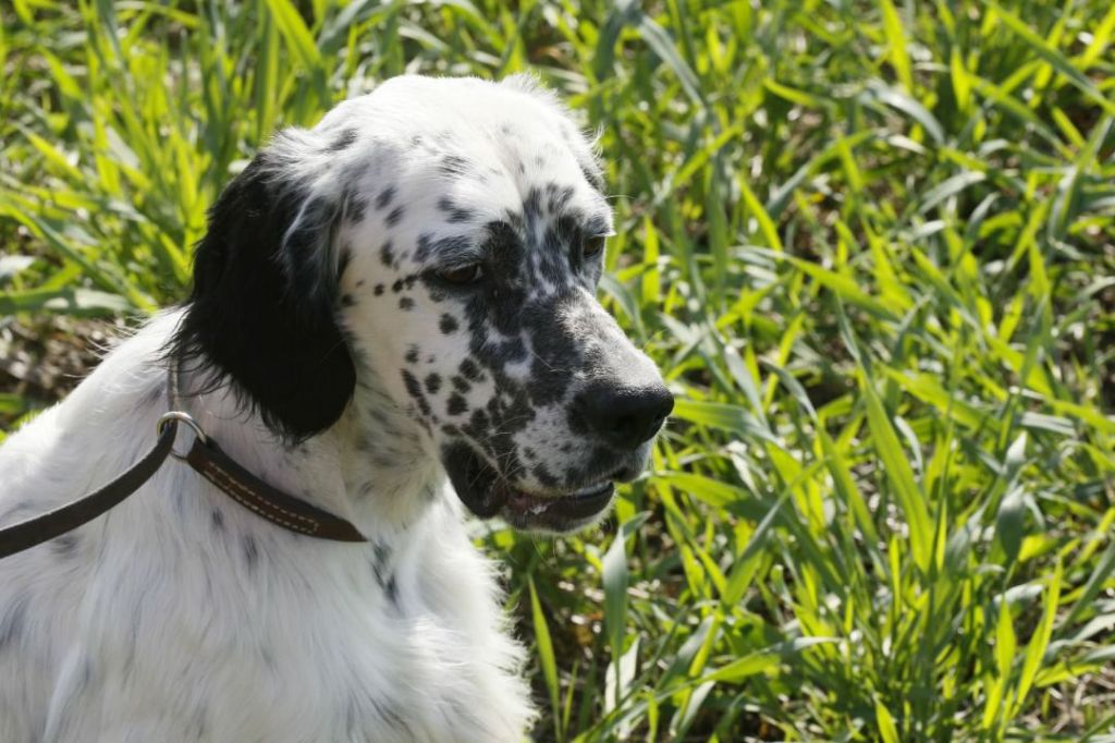 Paco de la plaine aux outardes