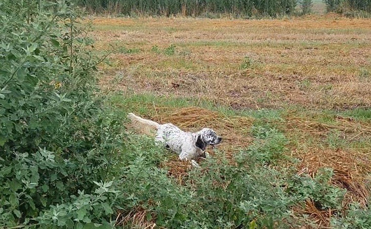 Puce des terres de lude