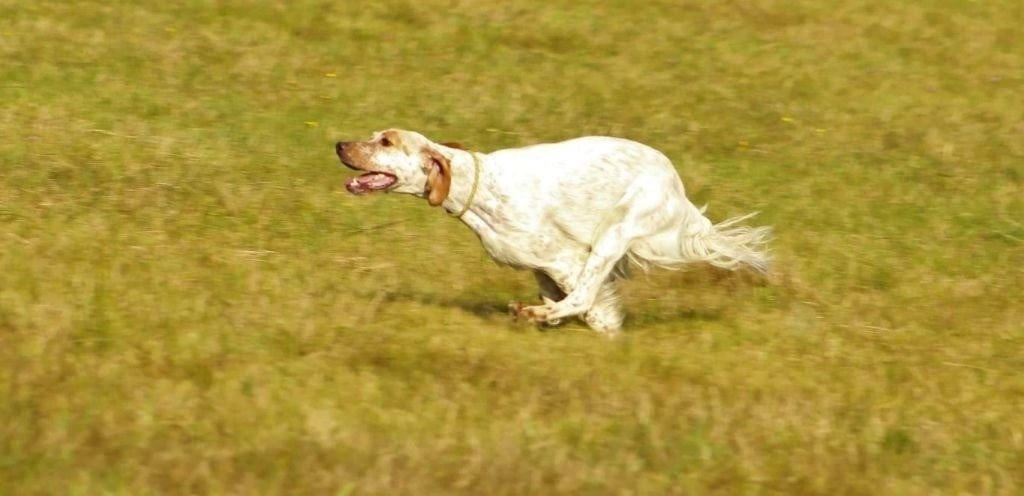 Pepsy des Cabanes Tchanquées