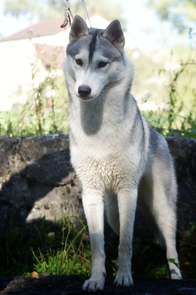 Publication : Thunderstorm Whisper Auteur : Thunderstorm Whisper