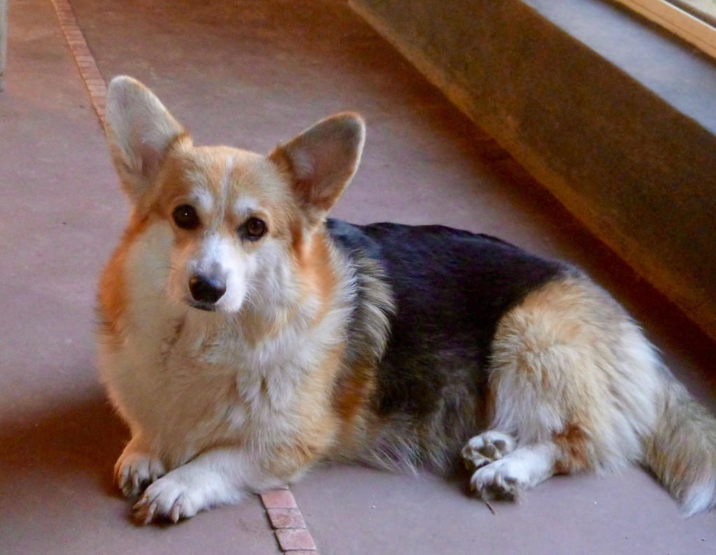 Publication : de Majestade 