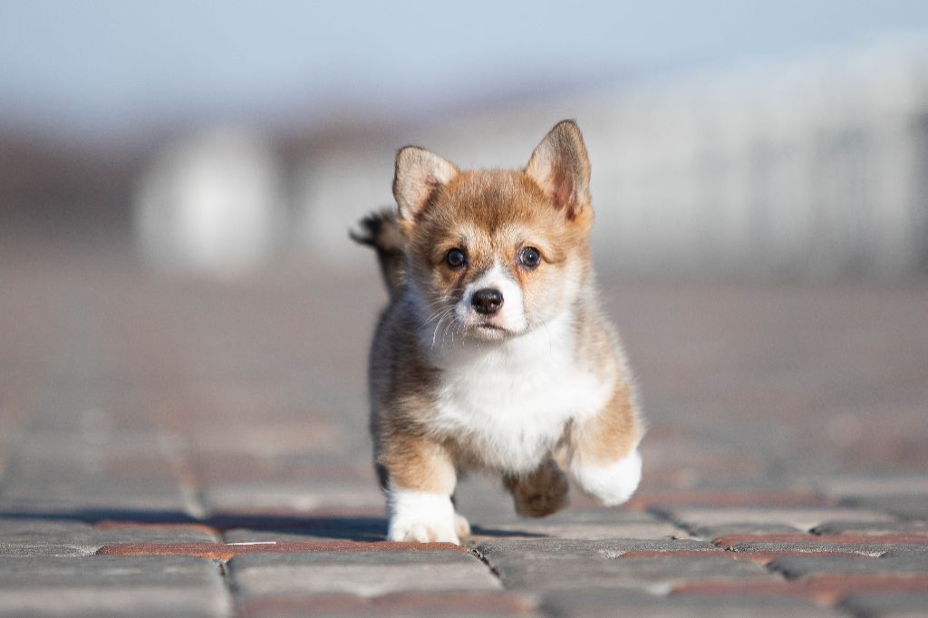 Publication : de la vallée de l'empereur 