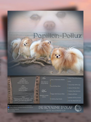 Étalon Spitz allemand - Papillonpollux (Sans Affixe)