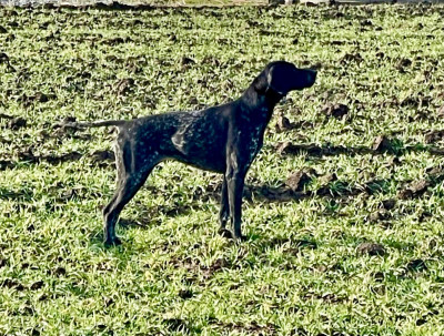 Étalon Braque allemand à poil court - CH. Uriel du Clos de Reve d'Or