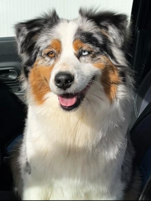 Étalon Berger Australien - Sky blue Of Blue Highway