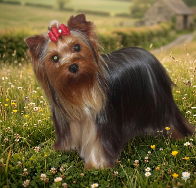 Étalon Yorkshire Terrier - Ruby girl Du puits des sortileges